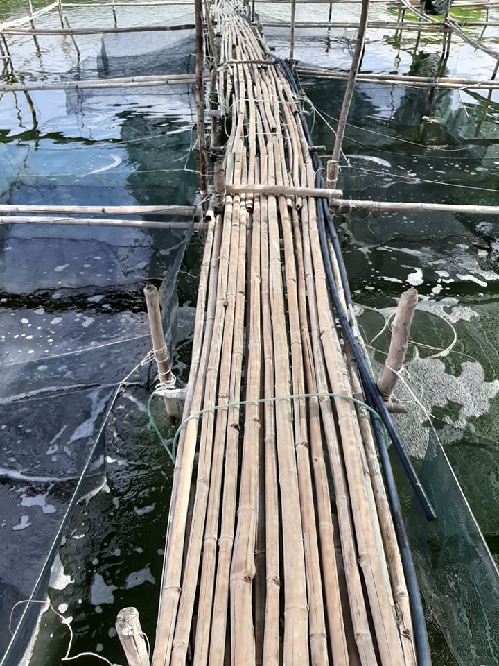 ương giống cá mú trân châu, ương lồng cá mú giống