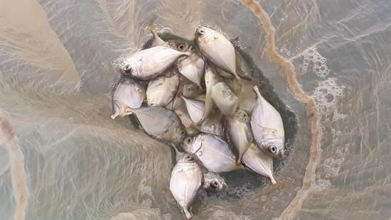 - Hiệu quả mô hình nuôi
- Những bệnh hay sự cố thường gặp khi nuôi cá bè thương phẩm
- Giống cá bè trắng chất lượng